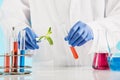 Plant sciences in lab Royalty Free Stock Photo