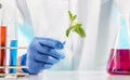 Plant sciences in lab Royalty Free Stock Photo