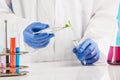 Plant sciences in lab Royalty Free Stock Photo