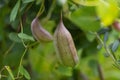 plant with the scientific name Aristolochia Baetica in the foreground.