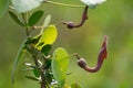 Plant with the scientific name Aristolochia baetica in te foreground. Background out of focus