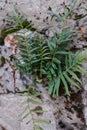 A plant with the scientific name Pteris vittata that grows on walls