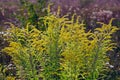 Plant Scrofula Canadian Royalty Free Stock Photo