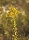 Plant Scrofula Canadian Royalty Free Stock Photo