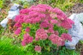 Plant Sedum prominent lat. Sedum spectabile