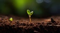 plant seed sprouting Royalty Free Stock Photo