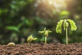 plant seeding growing step with sunrise with vintage tone Royalty Free Stock Photo