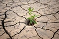 plant seedling in a chalk circle on dry land Royalty Free Stock Photo