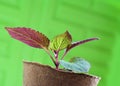 Plant Seedling in Peat Pot Royalty Free Stock Photo