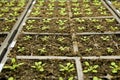 Plant Seedlings