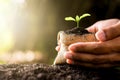 The seedlings are growing in bags sacked on fertile soils. As the men`s hands are gently encirecled, ecology concept Royalty Free Stock Photo