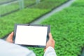 Plant seedlings growing greenhouse spring. Biotechnology engineer hands with tablet Royalty Free Stock Photo