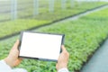 Plant seedlings growing greenhouse spring. Biotechnology engineer hands with tablet