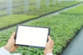 Plant seedlings growing greenhouse spring. Biotechnology Royalty Free Stock Photo