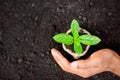 Seedlings are growing in nursery bags. As the men`s left hand was encircled Royalty Free Stock Photo