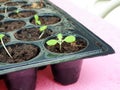 plant seedlings growing in a plastic multitray Royalty Free Stock Photo
