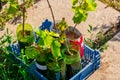 Plant seedlings grows in different size bottles and bowls in organic farmers garden