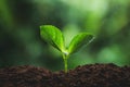 Plant seedlings in nature plant a tree natural background Plant Coffee seedlings in nature green fresh Royalty Free Stock Photo