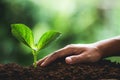 Plant seedlings in nature plant a tree natural background Plant Coffee seedlings in nature green fresh Royalty Free Stock Photo