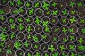 Plant seedlings in plastic boxes, top view, in modern hydroponic greenhouse for cultivation flowers Royalty Free Stock Photo