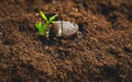 Plant Seeds Planting trees growth,The seeds are germinating on good quality soils in nature Royalty Free Stock Photo