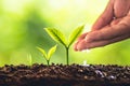 Plant Seeds Planting trees growth,The seeds are germinating on good quality soils in nature Royalty Free Stock Photo