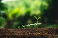 Plant Seeds Planting trees growth,The seeds are germinating on good quality soils in nature Royalty Free Stock Photo