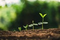 Plant Seeds Planting trees growth,The seeds are germinating on good quality soils in nature Royalty Free Stock Photo