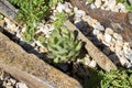 Plant semperviva surrounded by stones closeup