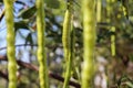 Plant Senna - green pods- edible - Fabaceae - Organic