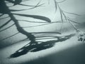 Plant shadows on light wall