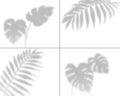 Plant shadows. Realistic palm leaves overlay shadow, transparent tropic tree foliage wall overshadow. Isolated shades Royalty Free Stock Photo