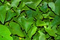 A plant of shape-hearted green leaves Royalty Free Stock Photo