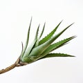 Isolated Aloe Vera Leaf: A Stunning High-resolution Image In The Style Of Maia Flore
