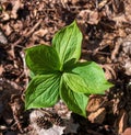 the plant shoots in spring on a sunny day Royalty Free Stock Photo