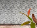 Plant shoots that are still grow against a slightly blurred wall background...