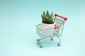 Plant in a shopping cart. The concept of buying and distributing flowers and plants