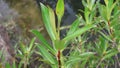 Stock Footage: Tasmanian Lanceolata plant or syn Drimys Lanceolata, or mountain pepper