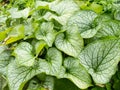 Plant Siberian Bugloss