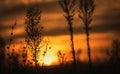 Plant silhouette in the nature