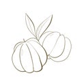 plant simple element fruit exotic antillean star gooseberry outline line sketch icon close up packaging natural botanical style