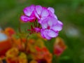 Plant with small delicate violet petals