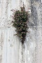 Plant with small flowers growing in rock crevice