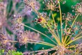 Plant with a small red ladybird