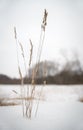 Plant in snow