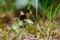 A plant soft cranesbill close up Royalty Free Stock Photo