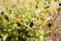 Plant of solanaceae atropa belladonna in the garden Royalty Free Stock Photo