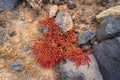 Plant of the species Mesembryanthemum nodiflorum