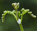 Plant With Spittlebug Foam