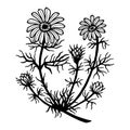 Plant Spring adonis, adonis, chamomile. Vector stock illustration eps 10. Outline, hand drawing. Royalty Free Stock Photo